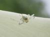 Misumena vatia